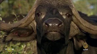 وثاقي عجائب أفريقيا وسط الأدغال 