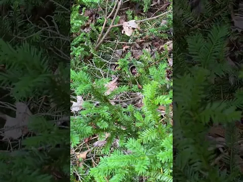 Marten V Snake