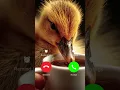 duckling Calling 📱📞😍🤣 #ringtone #smartphone #music #ringtones #song #funny #ihavethisthingwithplants