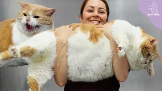 The Sumo Wrestler Cat Named Biggie Smalls 43 POUNDS