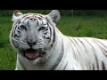 White Tigers - Get The FACTS