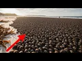 Download Lagu Thousands of rats were left alone with penguins on a small island — the result is shocking!