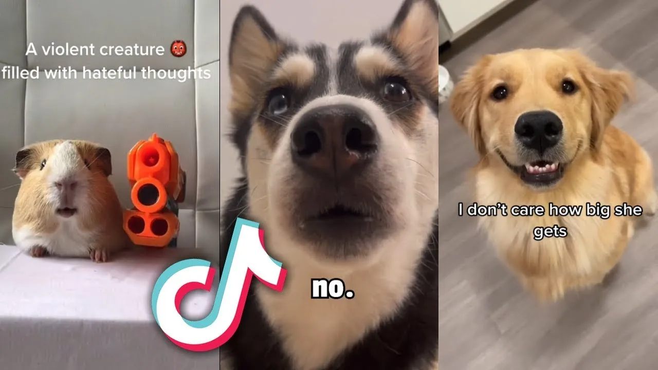 CUTEST Animals from TIKTOK that will MAKE YOUR DAY...