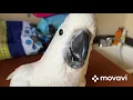 Download Lagu WHY IS A COCKATOO’S BEAK SO DRY?