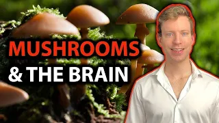 Why Lions Mane Supplements Are A WASTE Of Money