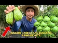 Download Lagu FRESH FROM THE FARM SARIWANG GULAY SAYO UPDATE SA SILING PANIGANG