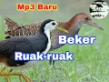Lagu Suara pikat burung campuran Ruak-ruak dan Sintar BEKER TERBARU.