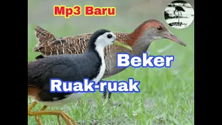 Download Suara pikat burung campuran Ruak-ruak dan Sintar BEKER TERBARU. MP3