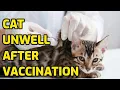 Can Cats Have A Reaction To Vaccinations