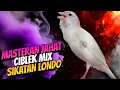 Download Lagu AUTO MAHAL KALO ISIAN INI - MASTERAN KENARI ISIAN CIBLEK MIX SIKATAN LONDO GACOR
