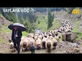 YAYLAYA GÖÇ || TRABZON ŞALPAZARI