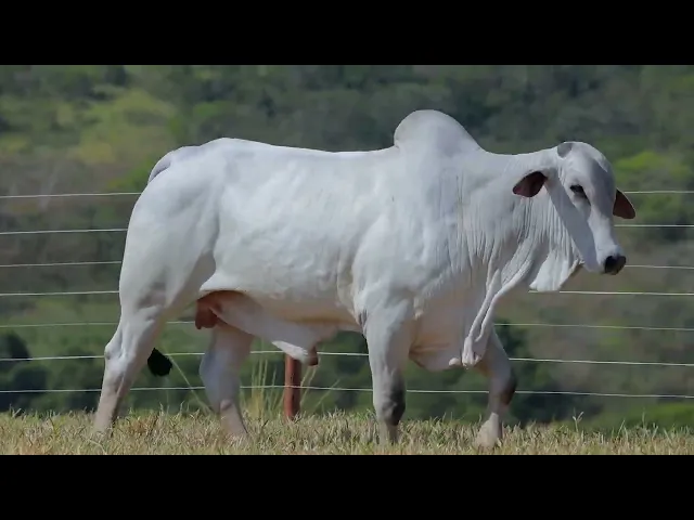 Garrote Nelore SABZ - 159