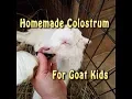Goats Homeade Colostrum For Goat Kids