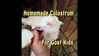 Goats Homeade Colostrum For Goat Kids