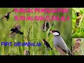 BURUNG PIPIT ADALAH BURUNG RAKUS PEMAKAN PADI DI SAWAH