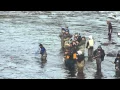 Salkum Barrier Dam Salmon Fishing