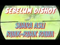 Download Lagu Suara Ruak Ruak Rawa Ampuh, Direkam Sebelum Dishot