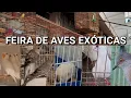 Download Lagu Feira de aves exóticas na Madalena 