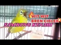 Masteran Terapi Nembak Bren Ciblek Kenari Wit Wit#fypシ゚viral