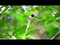 Download Lagu Kicauan indah burung tali pocong/burung seriwang