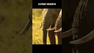 MAGICAL AFRICAN SAFARI #travel #sailinglife #africa #safari #ngorongorocrater #sailing