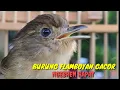 Download Lagu Burung Flamboyan Gacor Ngebren Rapat Nyerecet Full Isian Cocok buat Pancingan