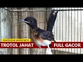 Download Lagu Suara Murai trotol belajar bunyi GACOR ‼️ MP3 PIKAT \u0026 TERAPI burung MB anakan cepat EMOSI Fighter