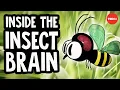 Why the insect brain is so incredible - Anna Stockl