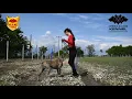 Beowulf Cerberus Illusion - Cimarron Uruguayo - Trick Dog - Jump and  carry an object