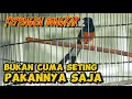 Download Lagu BIAR BISA BONGKAR‼️IMBANGI DENGAN RAWATAN