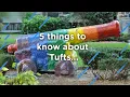Five Things to Know about Tufts