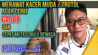 Download CARA MERAWAT KACER MUDA YANG BENAR | REVIEW KACER TROTOL MP3