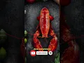 Did You Know Lobster Used To Be Considered The Cockroach Of The Ocean