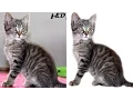 How to Remove Background using Quick Mask in Gimp Gimp 2 8 16