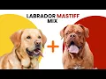 Labrador Mastiff Mix AKA Lab Mastiff