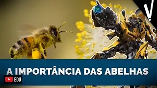 A IMPORTÂNCIA DAS ABELHAS | Biologia