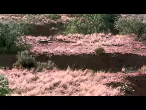 The Legend of Lobo - Trailer
