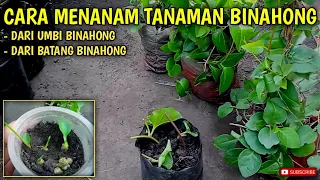 cara menanam tanaman daun binahong hijau dari umbi dan batang binahong obat tanaman herbal