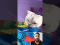 Download Lagu cat parrot gift #shorts