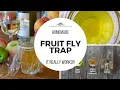 EASY HOMEMADE FRUIT FLY TRAP
