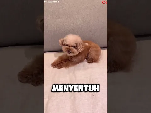 Sifat asli anjing‼️#shorts #feedshorts