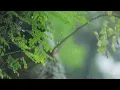 Download Lagu 3 Hour Relaxing Rain in the Forest • Emotional Piano Music for Sleep, Relaxation \u0026 Inner Peace #008
