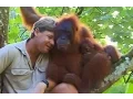 Download Lagu Crocodile Hunter Steve Irwin Has Emotional Encounter With Mother Orangutan.