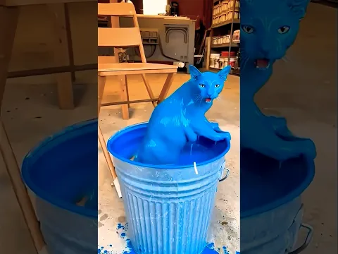 Funny Cat 😻👀😱