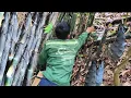 Download Lagu Harvesting super big plump bamboo shoots in the forest