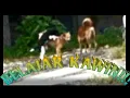 Download Lagu Anjing  Kecil Ini Belajar Kawin