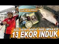 Download Lagu 13 EKOR INDUK MAKAN !!! JORAN ADUL MELENGKUNG DI TARIK MONSTER MONSTER PENGHUNI KOLAM GALAPUNG