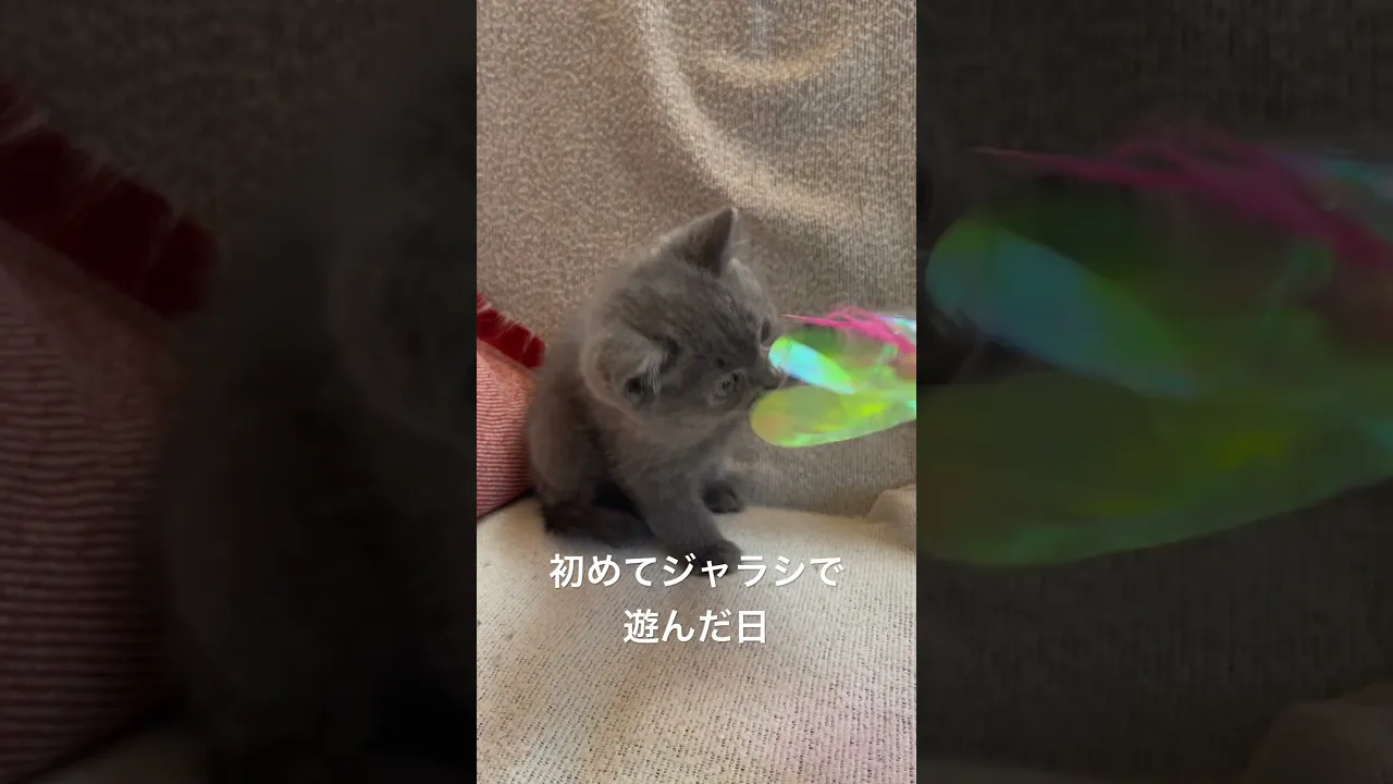 動画