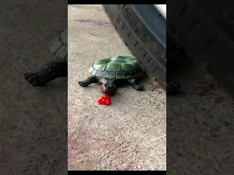 EXPERIMENT Car vs TURTLE! Experiments and Crunch things with car - #Shorts