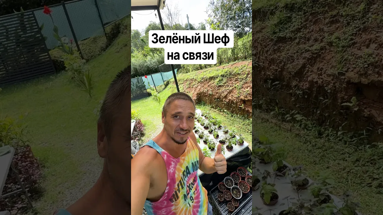Зелёный шеф на связи